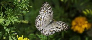 The Beauty of Butterfly Lamps