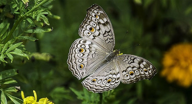 The Beauty of Butterfly Lamps