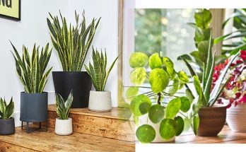 Indoor Plants for Fantastic Air in Home and Office