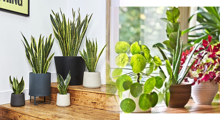 Indoor Plants for Fantastic Air in Home and Office