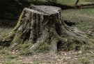 Think It's Time to Remove Your Tree?
