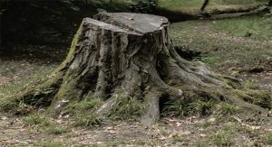 Think It's Time to Remove Your Tree?