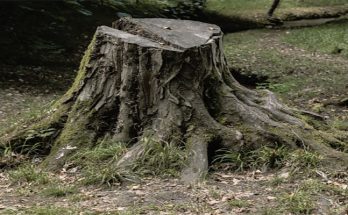 Think It's Time to Remove Your Tree?