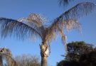 Palm Tree Diseases & Infestations