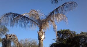 Palm Tree Diseases & Infestations