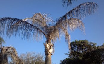 Palm Tree Diseases & Infestations
